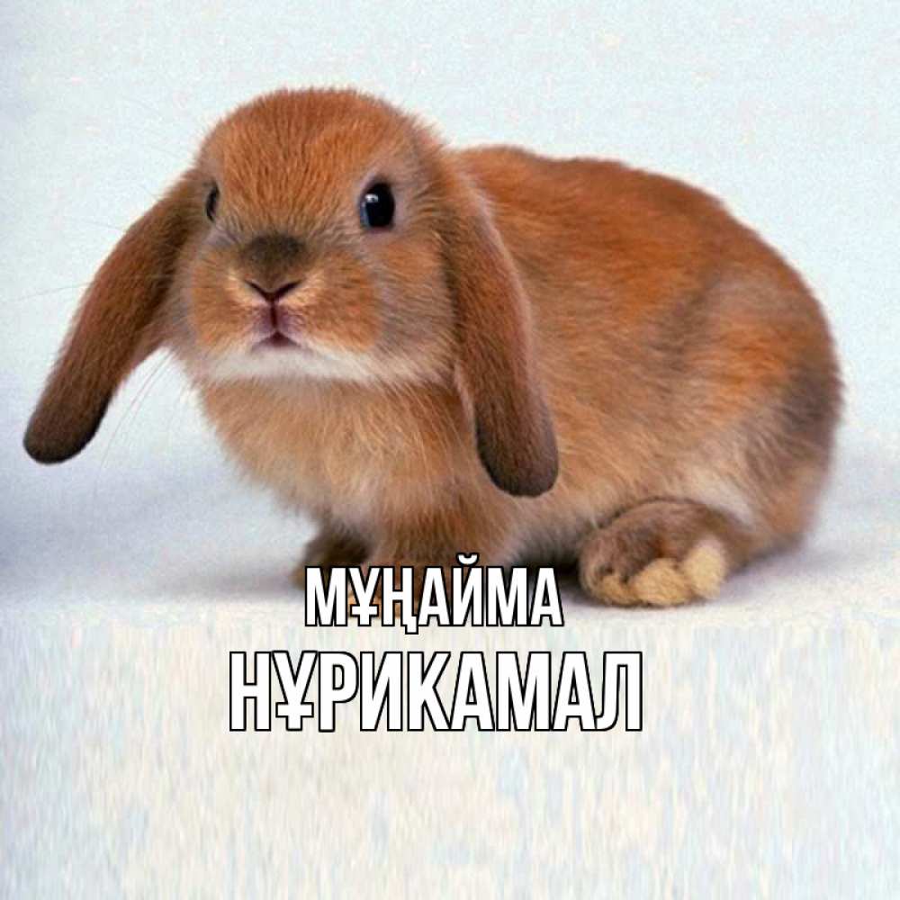 Күн сайын ашық хат с именем, НҰРИКАМАЛ Мұңайма вислоухий рыжий кролик Онлайн тегін жүктеп алу тілектері бар керемет карта 