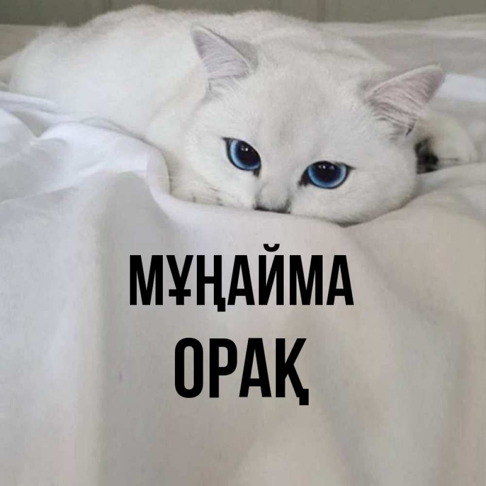 Күн сайын ашық хат с именем, ОРАҚ Мұңайма Голубоглазая кошка Онлайн тегін жүктеп алу тілектері бар керемет карта 