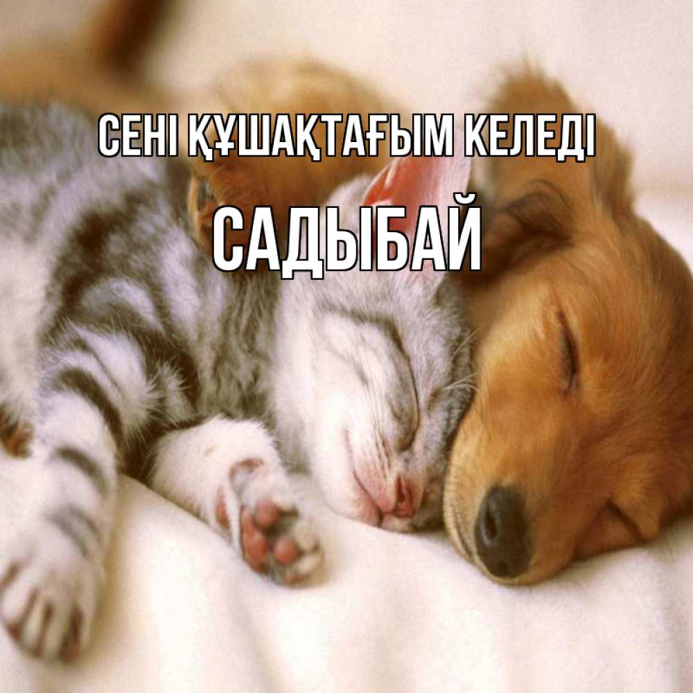 Күн сайын ашық хат с именем, САДЫБАЙ сені құшақтағым келеді пес и котенок Онлайн тегін жүктеп алу тілектері бар керемет карта 