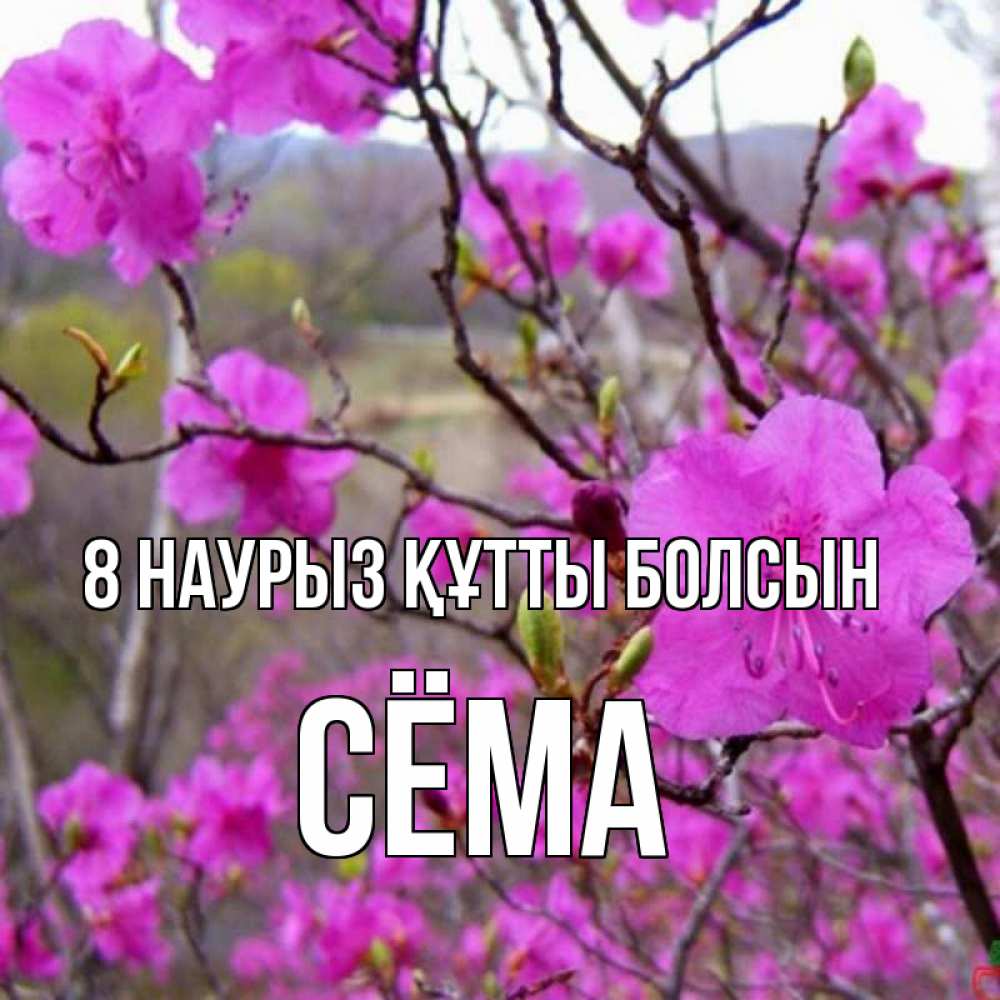 Күн сайын ашық хат с именем, Сёма 8 наурыз құтты болсын международный женский день Онлайн тегін жүктеп алу тілектері бар керемет карта 