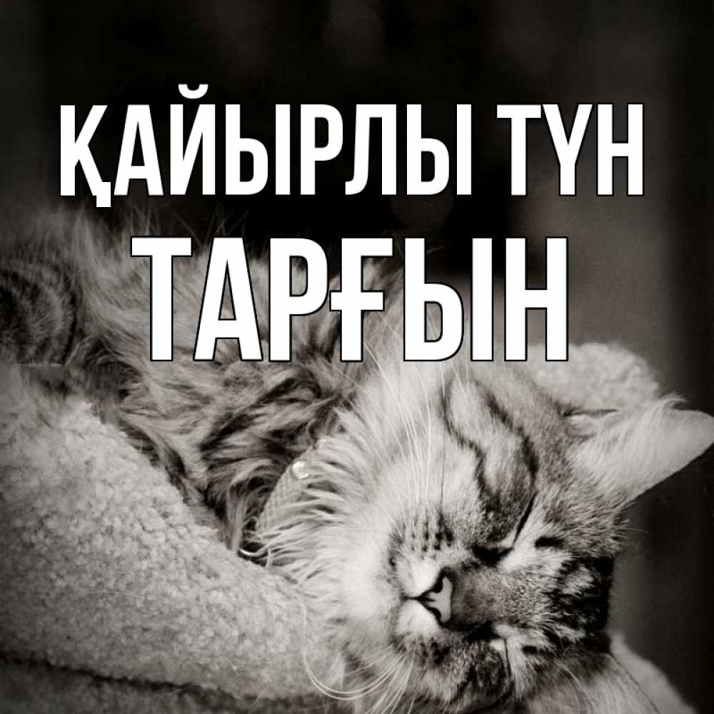 Күн сайын ашық хат с именем, ТАРҒЫН Қайырлы түн котярик пушистый Онлайн тегін жүктеп алу тілектері бар керемет карта 
