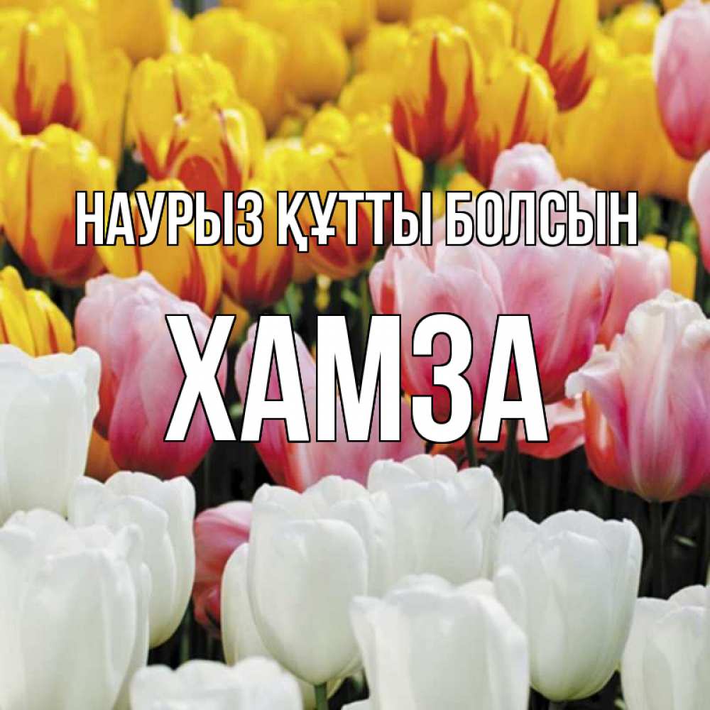 Күн сайын ашық хат с именем, ХАМЗА Наурыз құтты болсын разноцветные цветы Онлайн тегін жүктеп алу тілектері бар керемет карта 