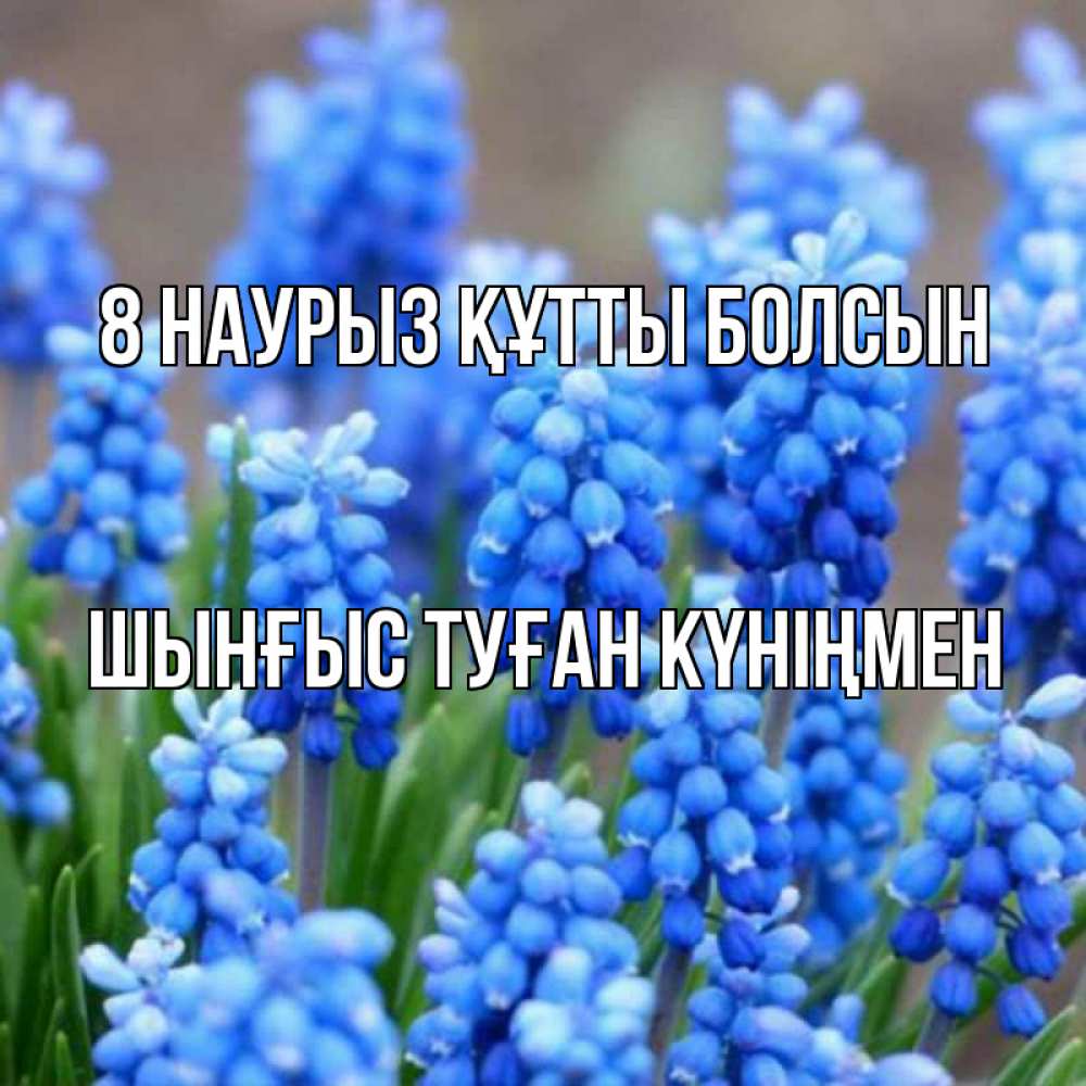 Картинка 8 наурыз құтты болсын, ШЫНҒЫС! ТУҒАН КҮНІҢМЕН!