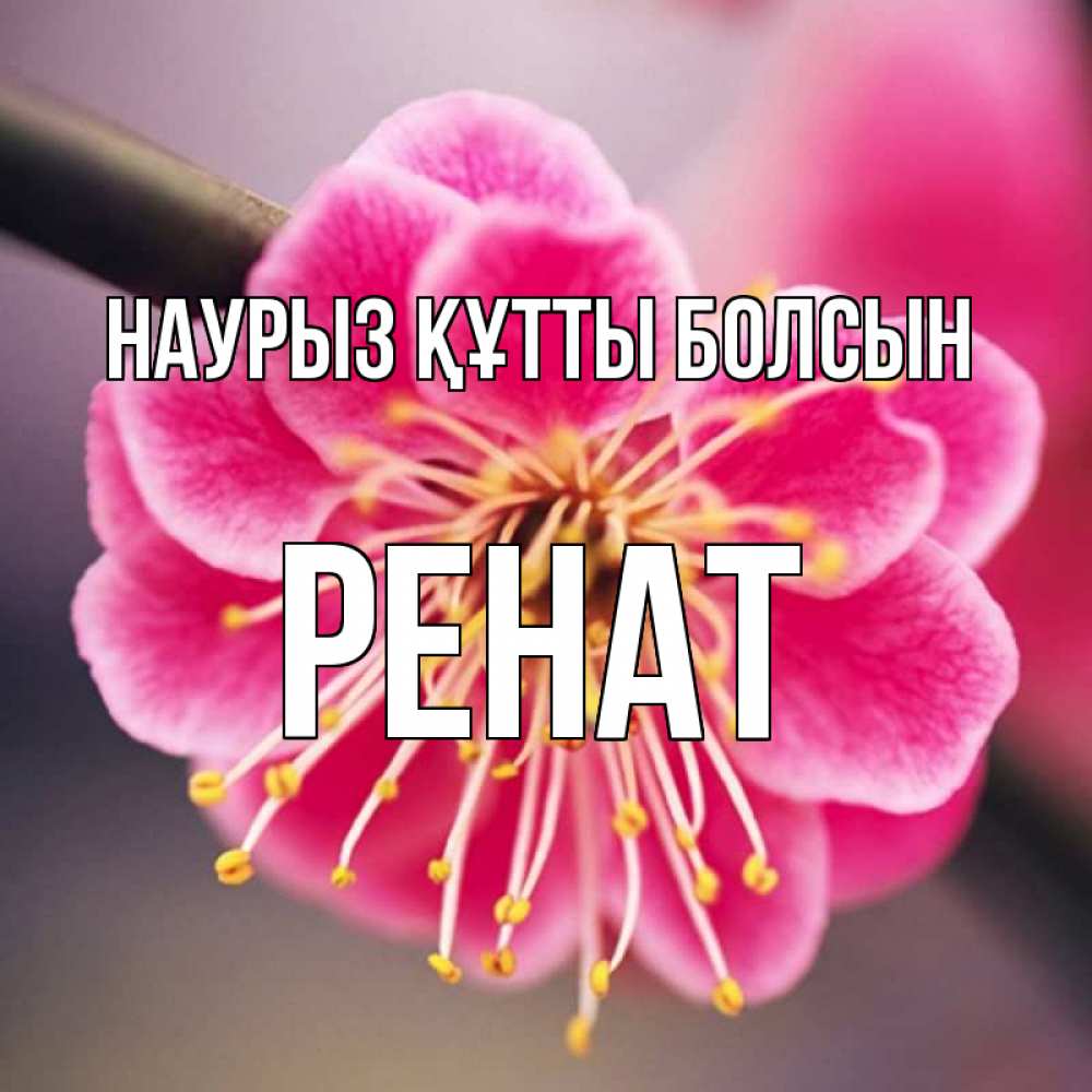 Күн сайын ашық хат с именем, РЕНАТ Наурыз құтты болсын цветы Онлайн тегін жүктеп алу тілектері бар керемет карта 
