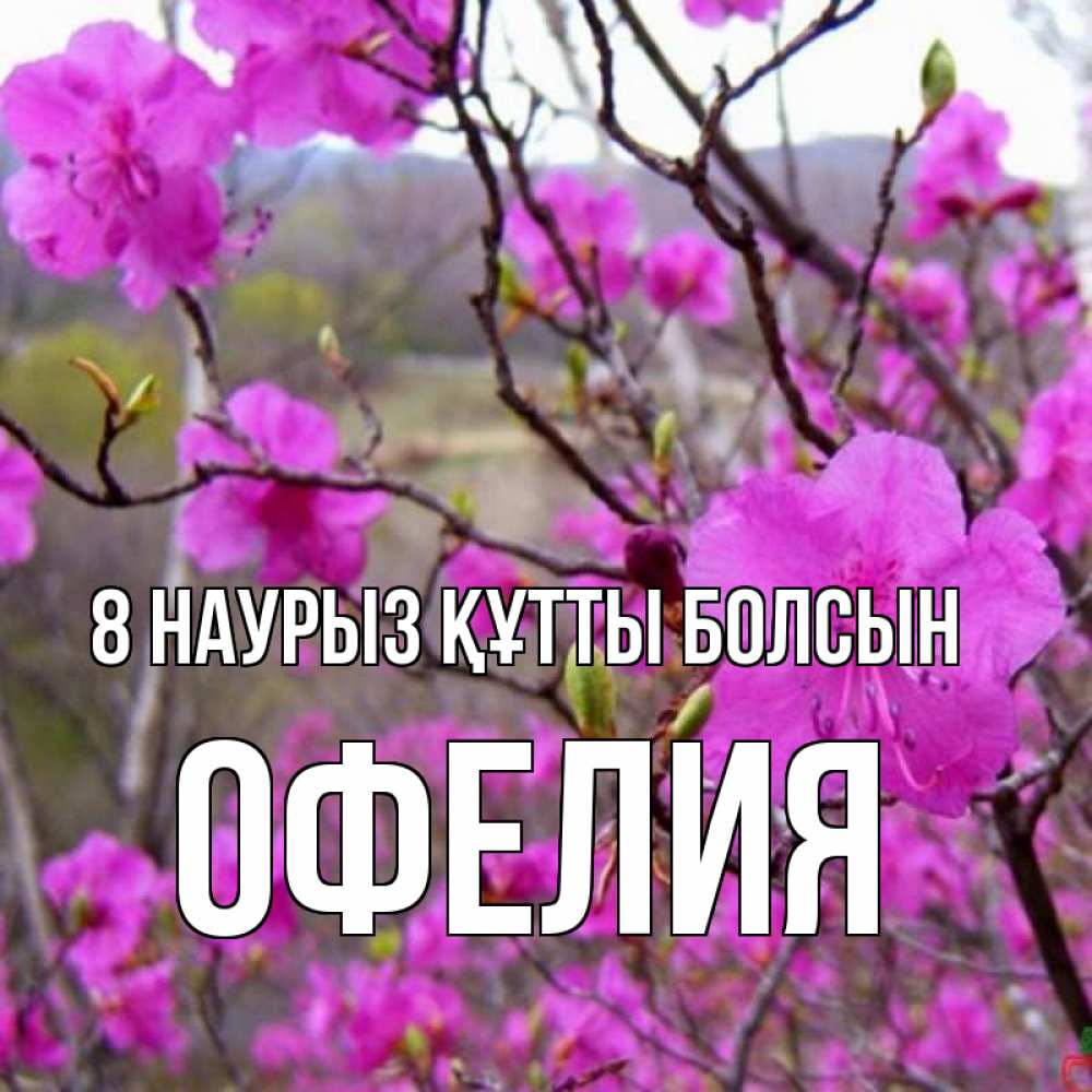 Күн сайын ашық хат с именем, Офелия 8 наурыз құтты болсын международный женский день Онлайн тегін жүктеп алу тілектері бар керемет карта 