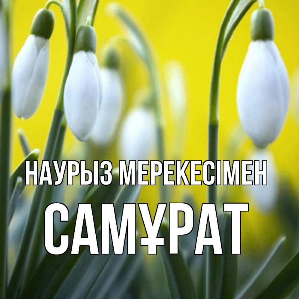 Күн сайын ашық хат с именем, САМҰРАТ Наурыз мерекесімен весенние цветы Онлайн тегін жүктеп алу тілектері бар керемет карта 