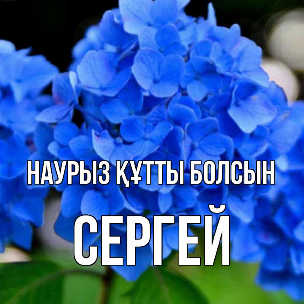 Күн сайын ашық хат с именем, Сергей Наурыз құтты болсын синие цветы Онлайн тегін жүктеп алу тілектері бар керемет карта 