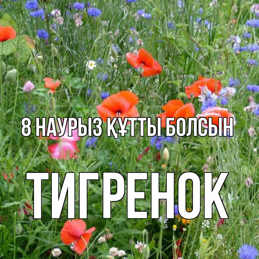 Күн сайын ашық хат с именем, Тигренок 8 наурыз құтты болсын международный женский день 4 Онлайн тегін жүктеп алу тілектері бар керемет карта 