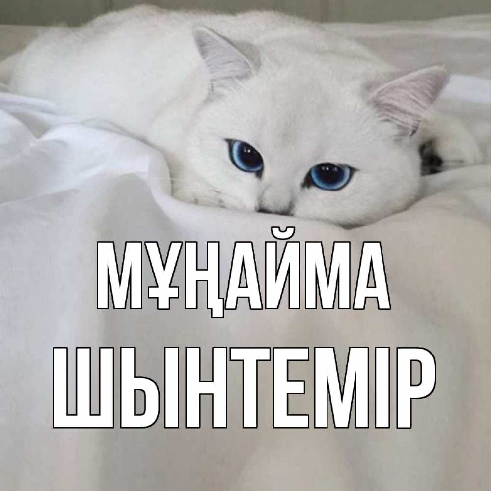 Күн сайын ашық хат с именем, ШЫНТЕМІР Мұңайма белый кот с голубыми глазами на белоснежной кровати Онлайн тегін жүктеп алу тілектері бар керемет карта 