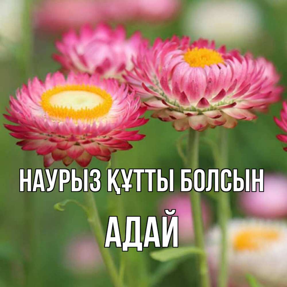 Күн сайын ашық хат с именем, Адай Наурыз құтты болсын подарок на международный женский день Онлайн тегін жүктеп алу тілектері бар керемет карта 