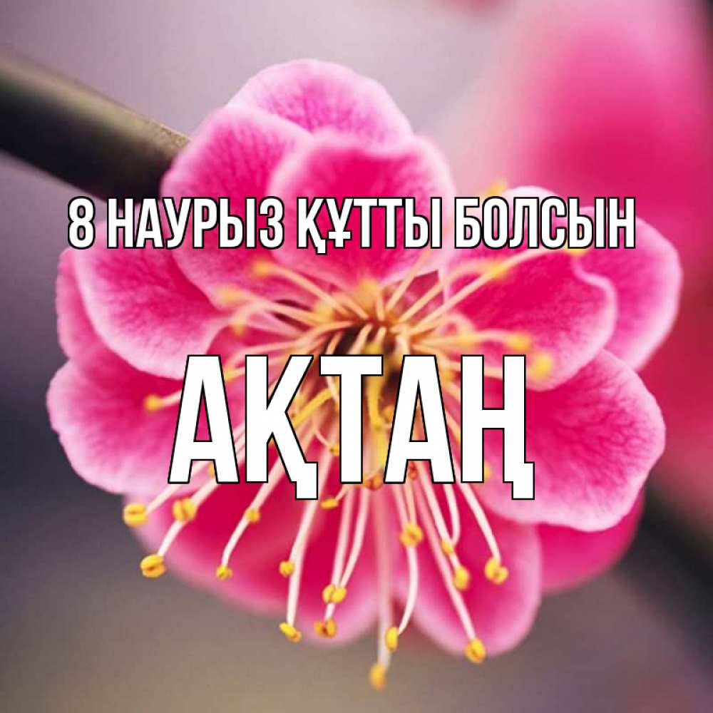 Күн сайын ашық хат с именем, Ақтаң 8 наурыз құтты болсын цветы Онлайн тегін жүктеп алу тілектері бар керемет карта 