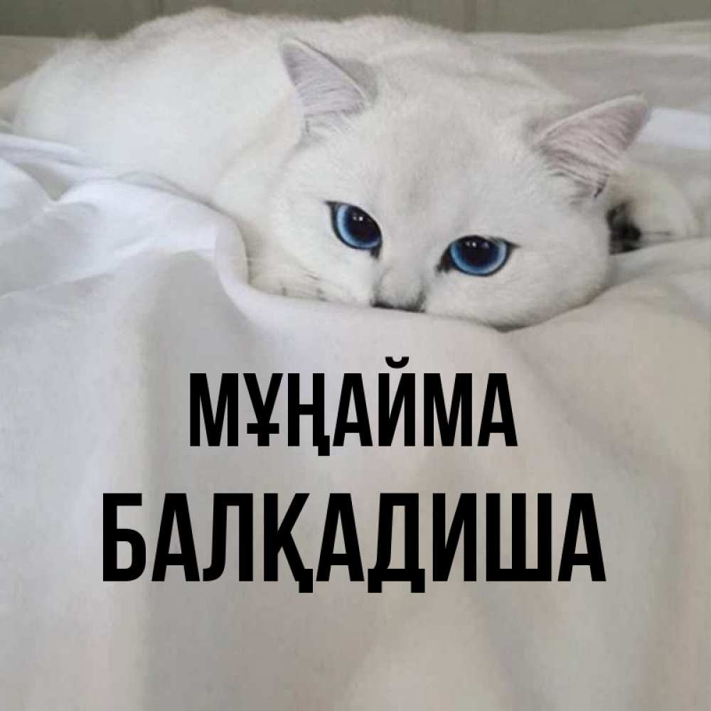 Күн сайын ашық хат с именем, БАЛҚАДИША Мұңайма Голубоглазая кошка Онлайн тегін жүктеп алу тілектері бар керемет карта 