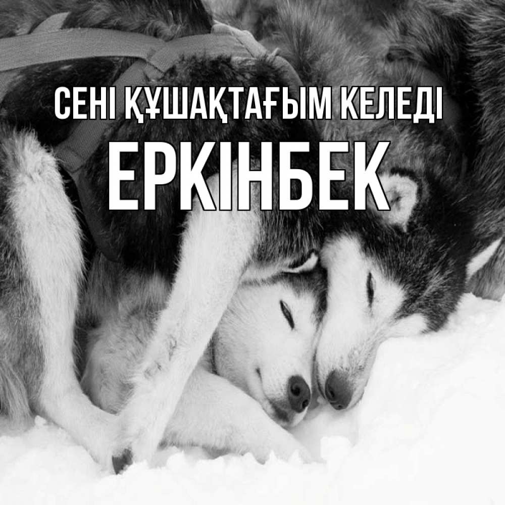 Күн сайын ашық хат с именем, Еркінбек сені құшақтағым келеді собачки в упряжке Онлайн тегін жүктеп алу тілектері бар керемет карта 