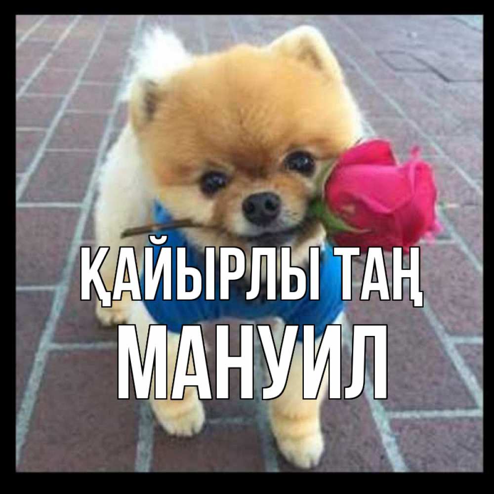 Күн сайын ашық хат с именем, Мануил Қайырлы таң роза в зубах Онлайн тегін жүктеп алу тілектері бар керемет карта 
