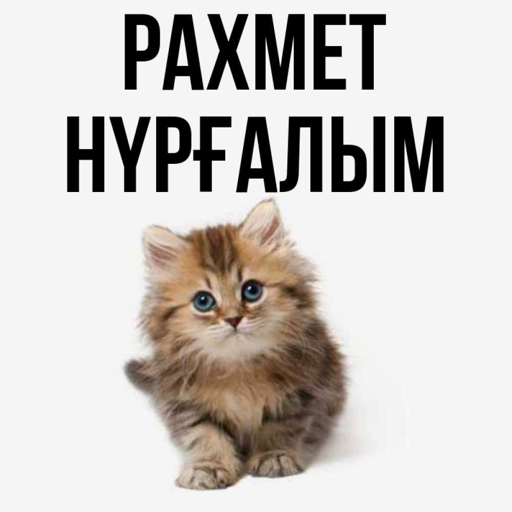 Күн сайын ашық хат с именем, НҮРҒАЛЫМ рахмет пушистый котик Онлайн тегін жүктеп алу тілектері бар керемет карта 