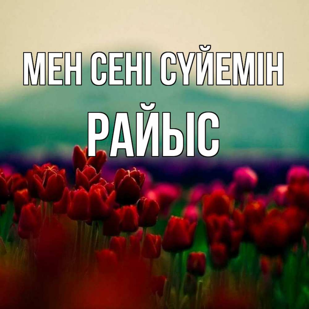 Күн сайын ашық хат с именем, РАЙЫС Мен сені сүйемін тюльпаны 4 Онлайн тегін жүктеп алу тілектері бар керемет карта 