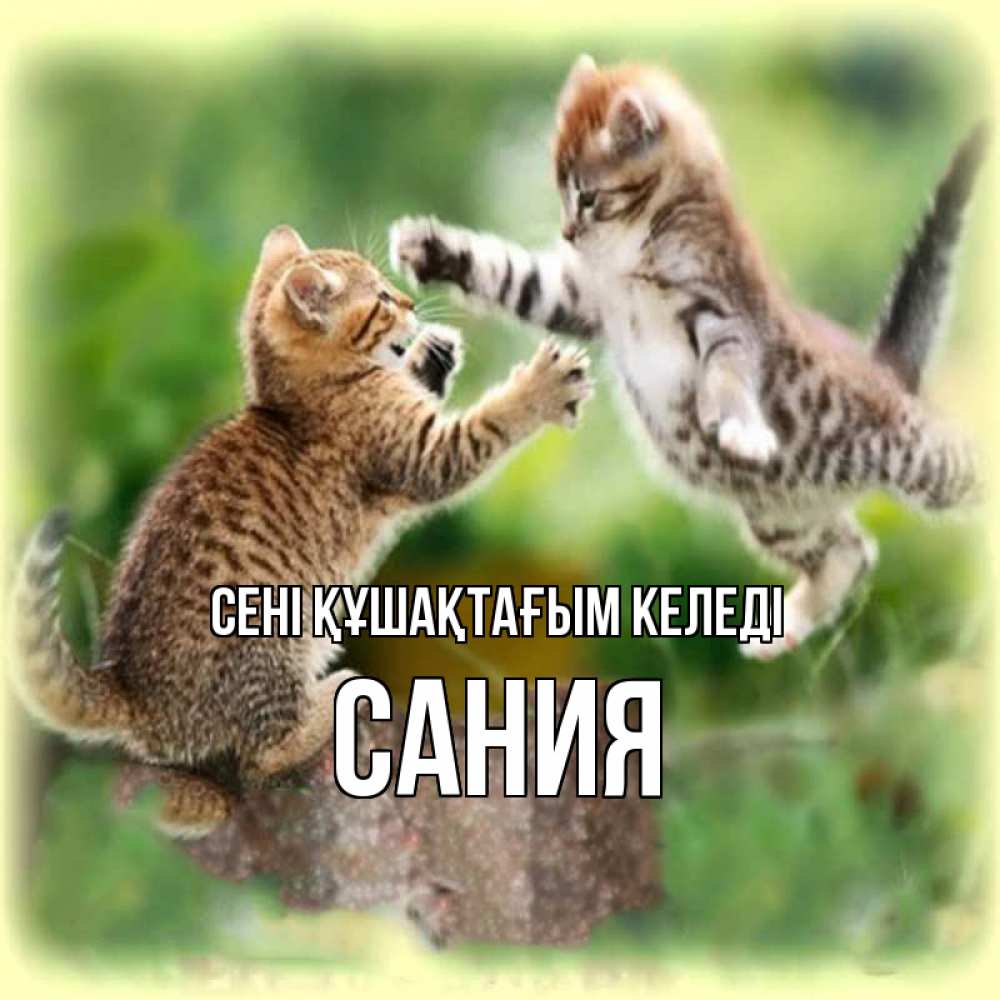 Күн сайын ашық хат с именем, Сания сені құшақтағым келеді игры котят Онлайн тегін жүктеп алу тілектері бар керемет карта 