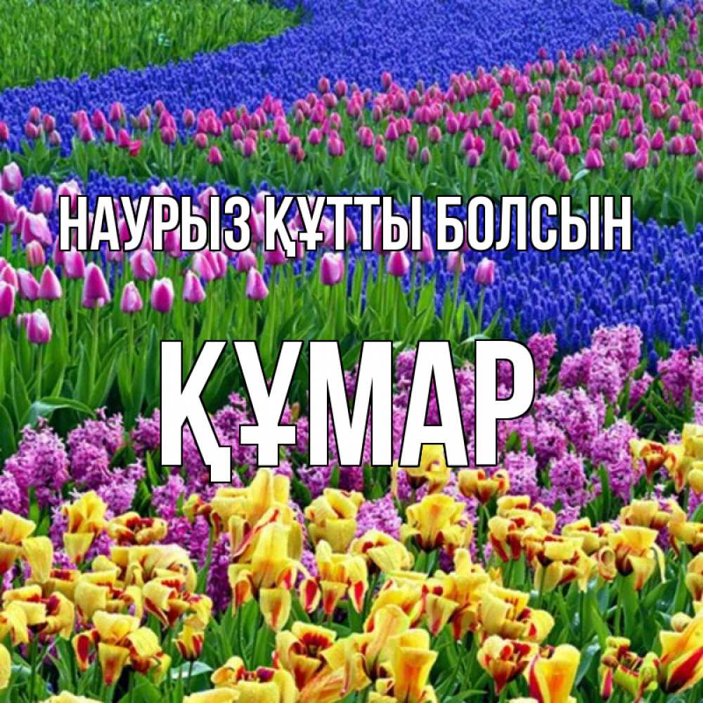 Күн сайын ашық хат с именем, ҚҰМАР Наурыз құтты болсын цветы Онлайн тегін жүктеп алу тілектері бар керемет карта 