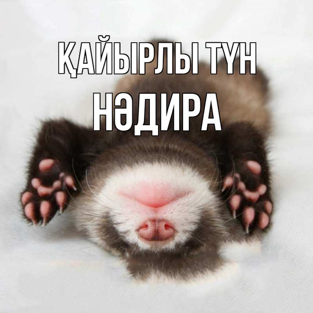 Күн сайын ашық хат с именем, НӘДИРА Қайырлы түн зверек Онлайн тегін жүктеп алу тілектері бар керемет карта 