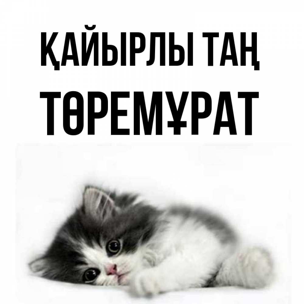 Күн сайын ашық хат с именем, Төремұрат Қайырлы таң кот лапки Онлайн тегін жүктеп алу тілектері бар керемет карта 