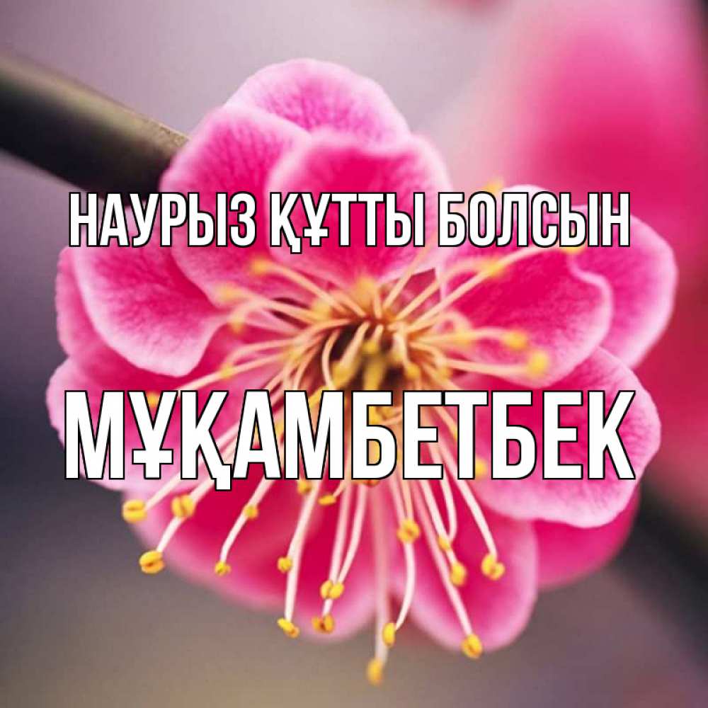 Күн сайын ашық хат с именем, Мұқамбетбек Наурыз құтты болсын цветы Онлайн тегін жүктеп алу тілектері бар керемет карта 