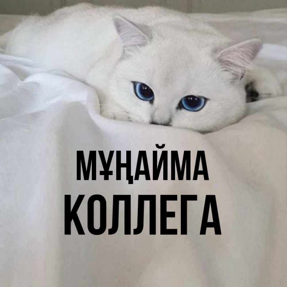 Күн сайын ашық хат с именем, Коллега Мұңайма Голубоглазая кошка Онлайн тегін жүктеп алу тілектері бар керемет карта 