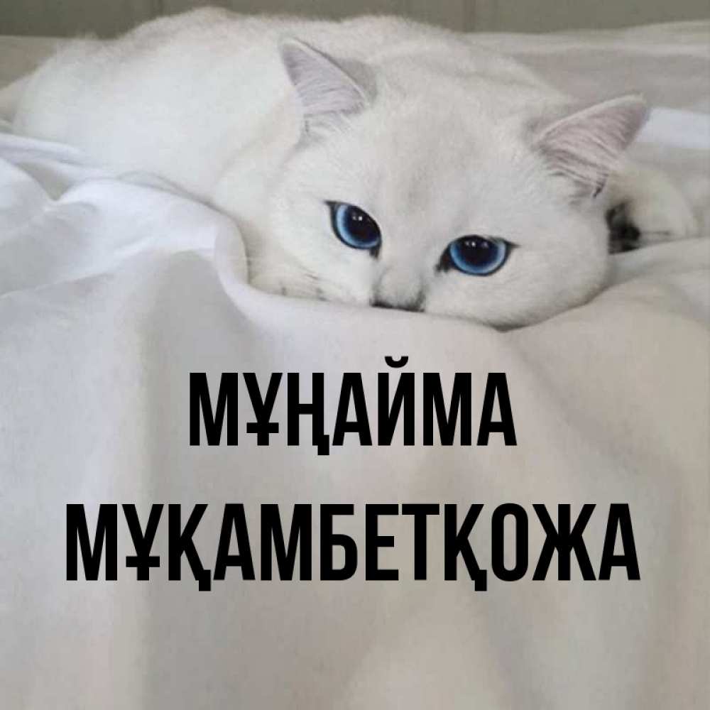 Күн сайын ашық хат с именем, Мұқамбетқожа Мұңайма Голубоглазая кошка Онлайн тегін жүктеп алу тілектері бар керемет карта 
