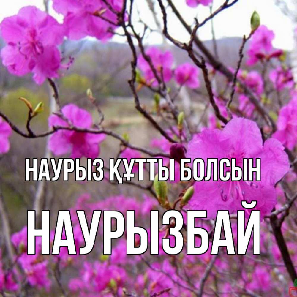 Күн сайын ашық хат с именем, Наурызбай Наурыз құтты болсын наурыз мейрамы кутты болсын Онлайн тегін жүктеп алу тілектері бар керемет карта 