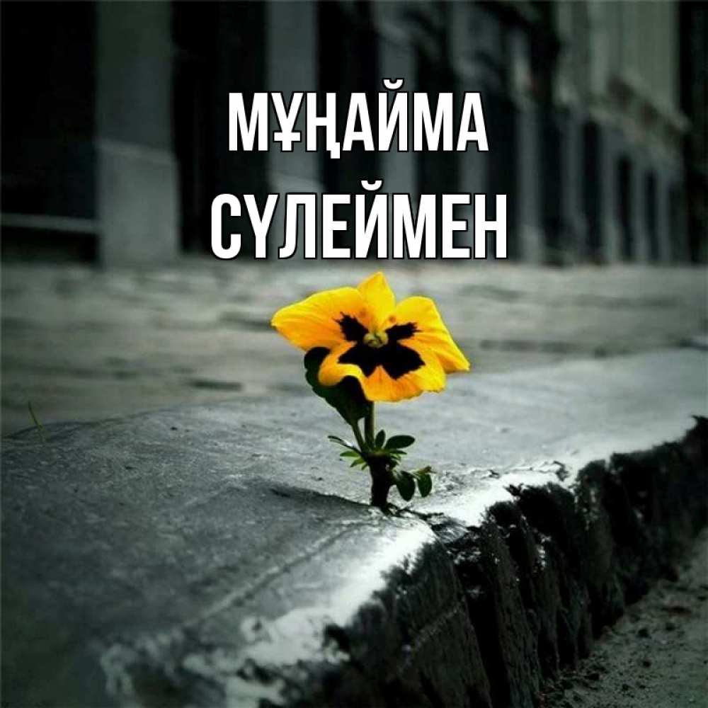 Күн сайын ашық хат с именем, СҮЛЕЙМЕН Мұңайма не сдавайся Онлайн тегін жүктеп алу тілектері бар керемет карта 