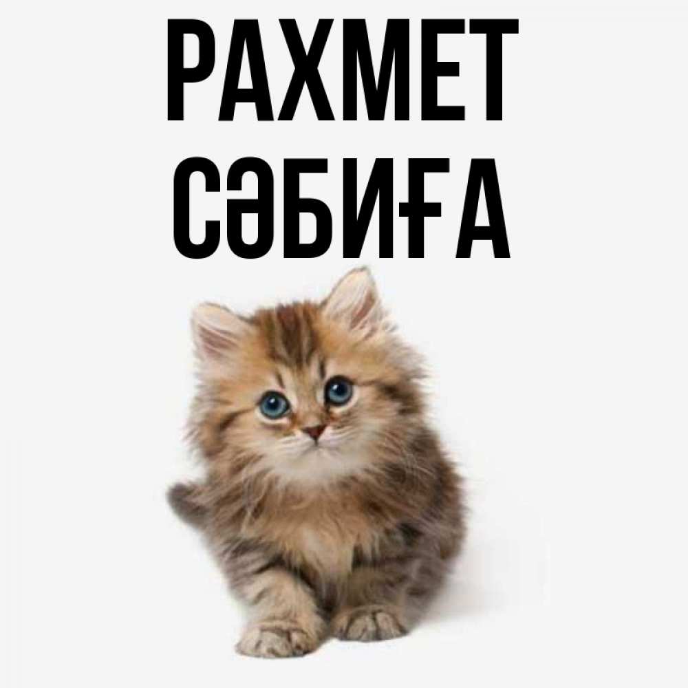 Күн сайын ашық хат с именем, СӘБИҒА рахмет пушистый котик Онлайн тегін жүктеп алу тілектері бар керемет карта 