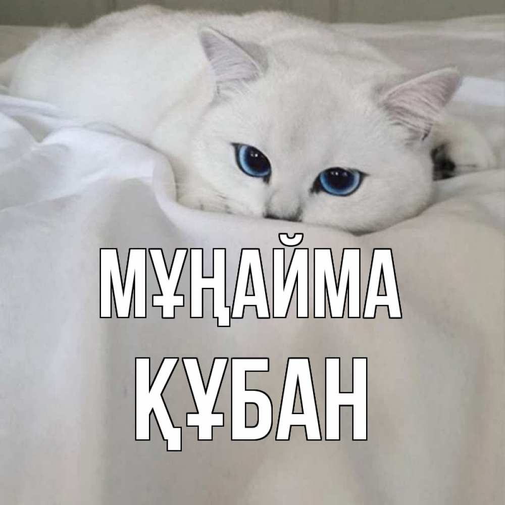 Күн сайын ашық хат с именем, ҚҰБАН Мұңайма белый кот с голубыми глазами на белоснежной кровати Онлайн тегін жүктеп алу тілектері бар керемет карта 