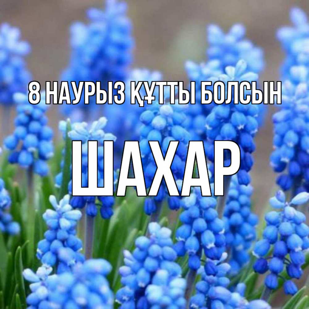 Күн сайын ашық хат с именем, ШАХАР 8 наурыз құтты болсын Поздравительная открытка для женщин с цветами на праздничную дату Онлайн тегін жүктеп алу тілектері бар керемет карта 