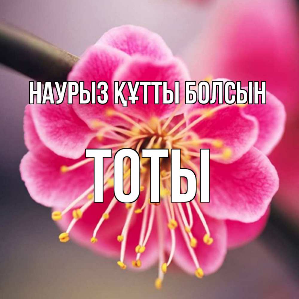 Күн сайын ашық хат с именем, ТОТЫ Наурыз құтты болсын цветы Онлайн тегін жүктеп алу тілектері бар керемет карта 