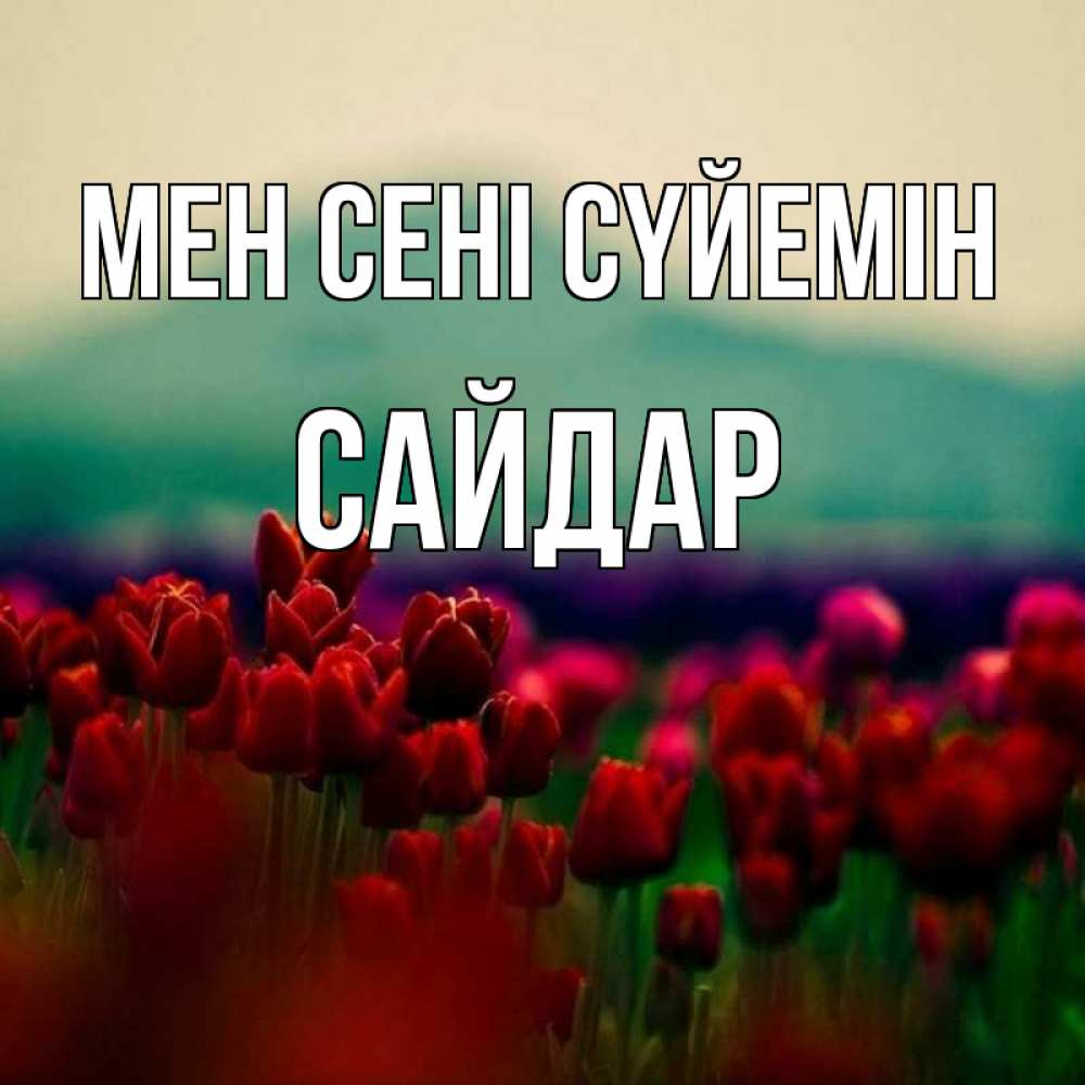 Күн сайын ашық хат с именем, САЙДАР Мен сені сүйемін тюльпаны 4 Онлайн тегін жүктеп алу тілектері бар керемет карта 