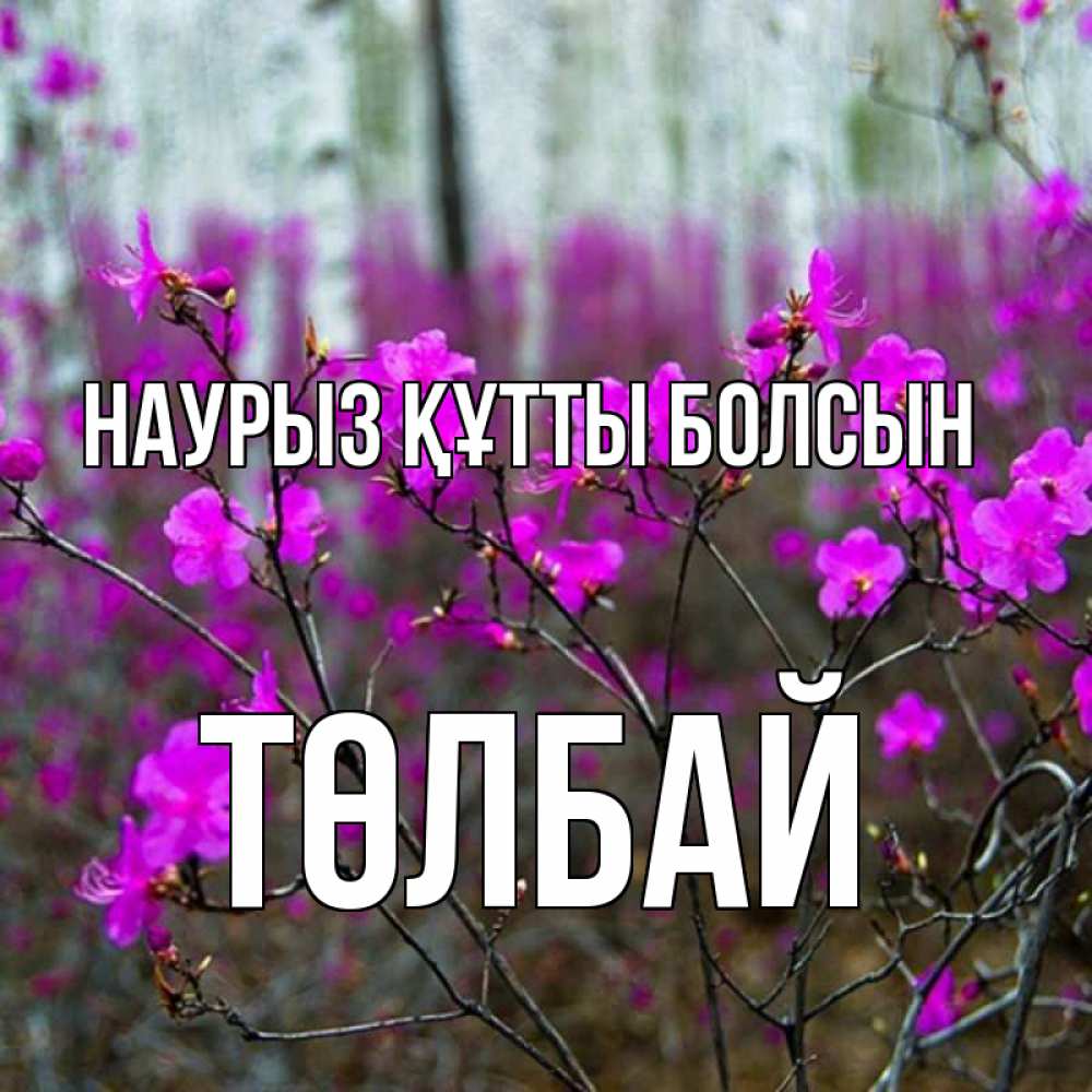 Күн сайын ашық хат с именем, ТӨЛБАЙ Наурыз құтты болсын дикие цветы Онлайн тегін жүктеп алу тілектері бар керемет карта 