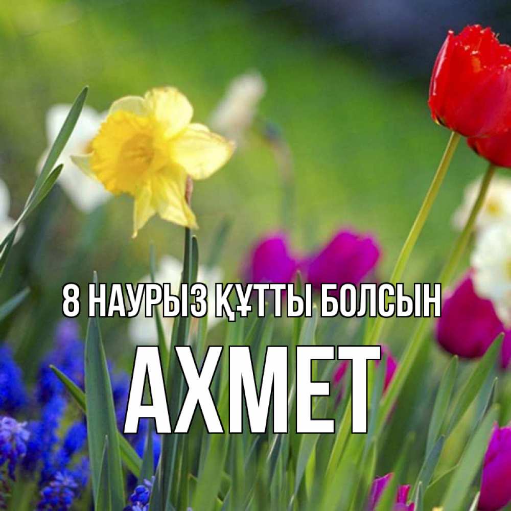 Күн сайын ашық хат с именем, Ахмет 8 наурыз құтты болсын международный женский день 3 Онлайн тегін жүктеп алу тілектері бар керемет карта 