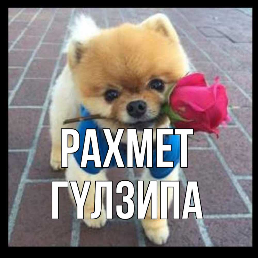 Күн сайын ашық хат с именем, ГҮЛЗИПА рахмет спасибо и дарю тебе цветок Онлайн тегін жүктеп алу тілектері бар керемет карта 