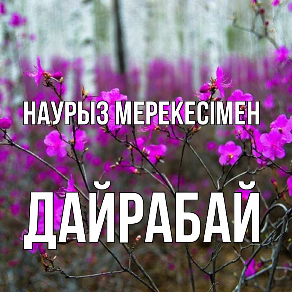 Күн сайын ашық хат с именем, Дайрабай Наурыз мерекесімен дикие цветы Онлайн тегін жүктеп алу тілектері бар керемет карта 