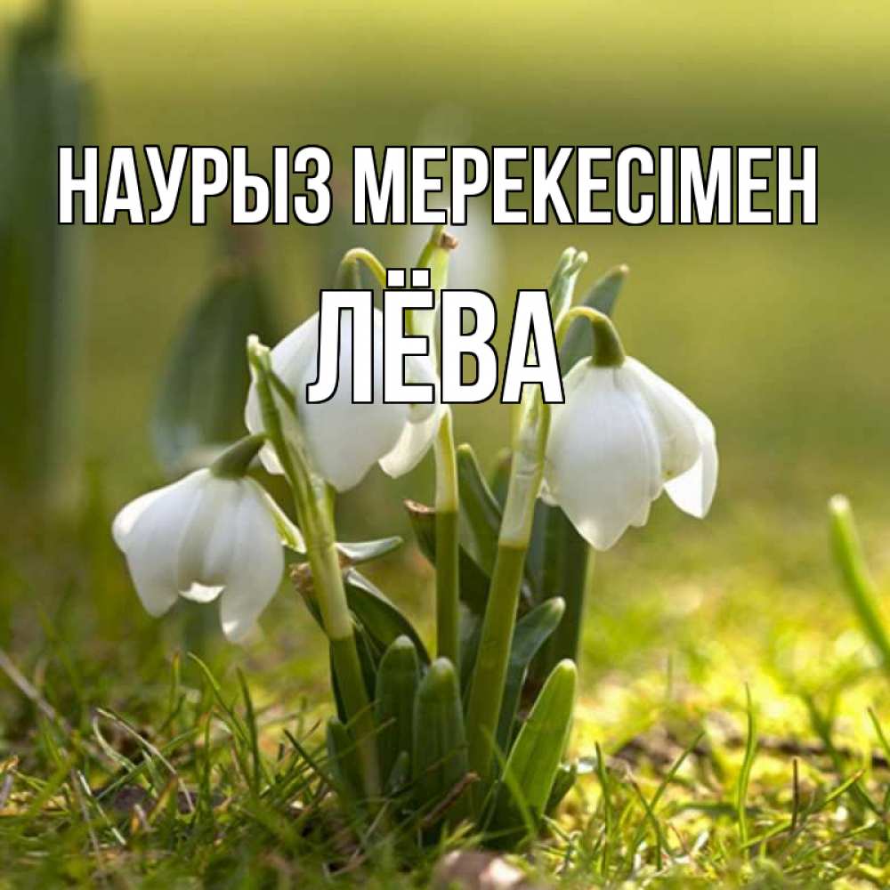 Күн сайын ашық хат с именем, Лёва Наурыз мерекесімен ранние цветы 2 Онлайн тегін жүктеп алу тілектері бар керемет карта 