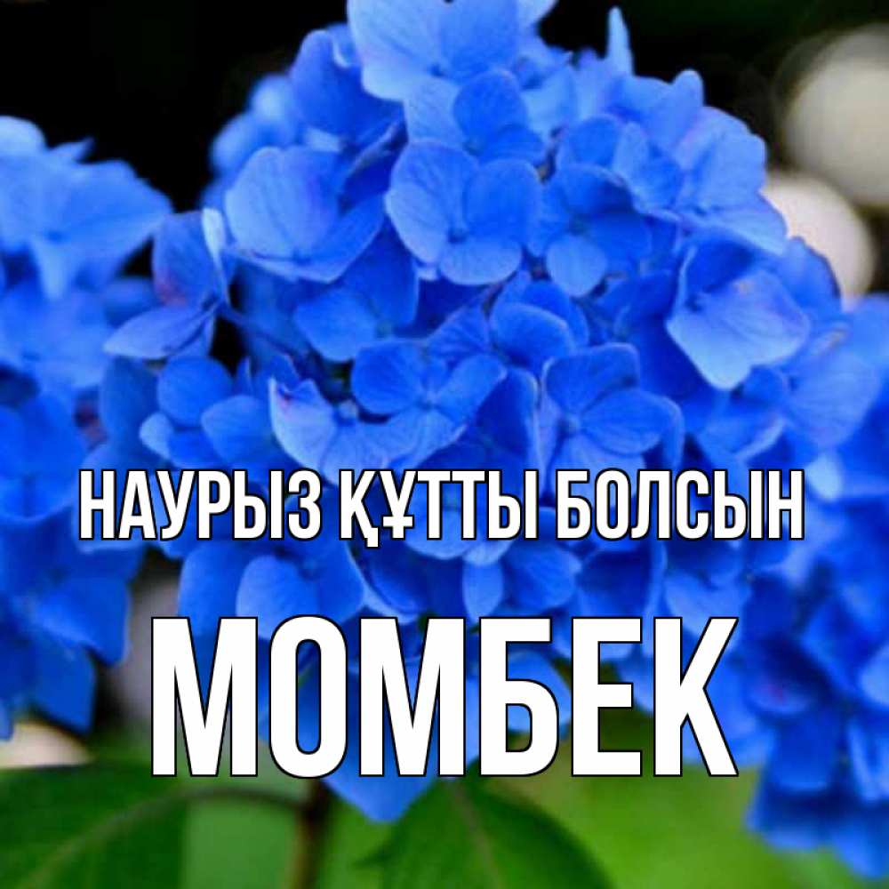 Күн сайын ашық хат с именем, МОМБЕК Наурыз құтты болсын синие цветы Онлайн тегін жүктеп алу тілектері бар керемет карта 