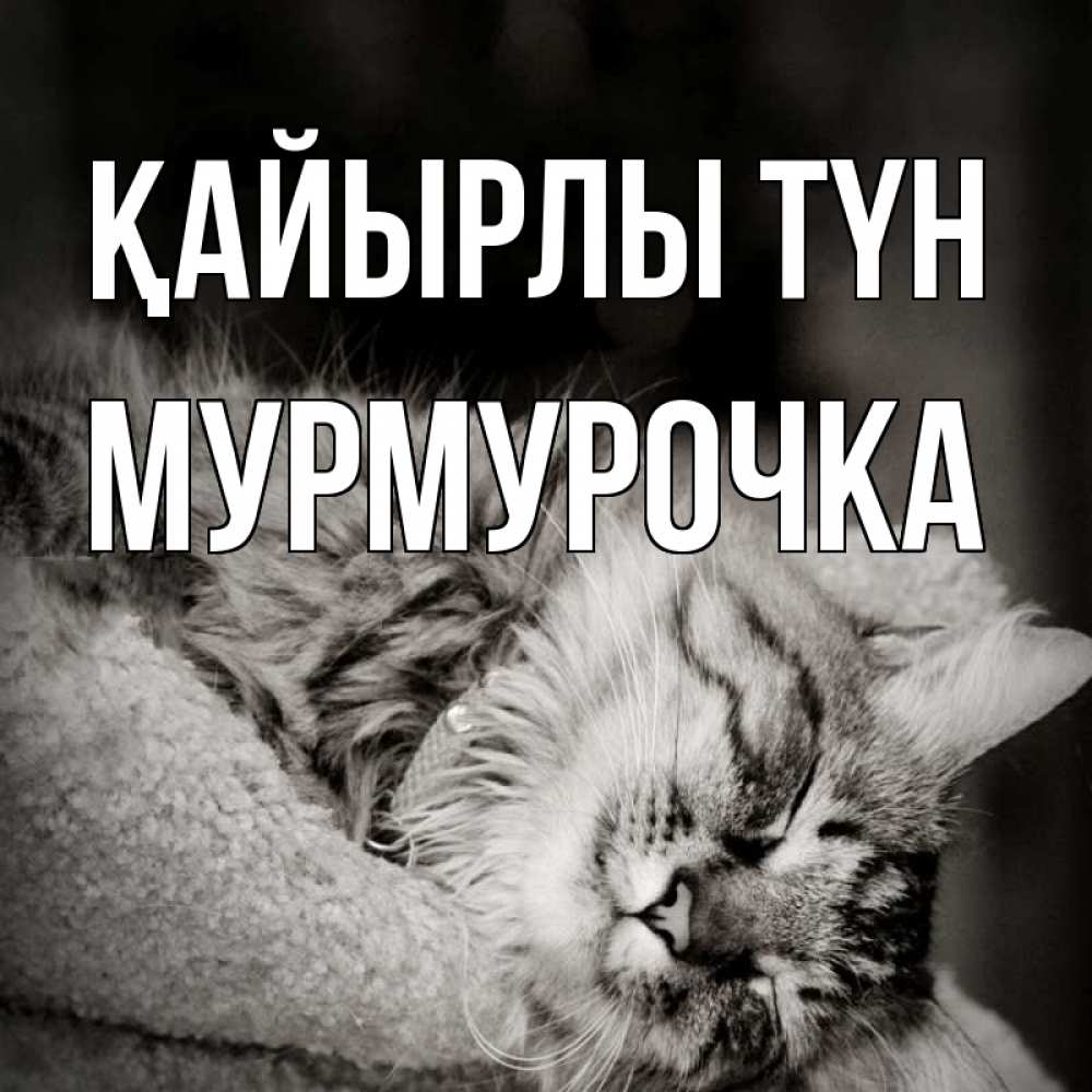Күн сайын ашық хат с именем, Мурмурочка Қайырлы түн котярик пушистый Онлайн тегін жүктеп алу тілектері бар керемет карта 