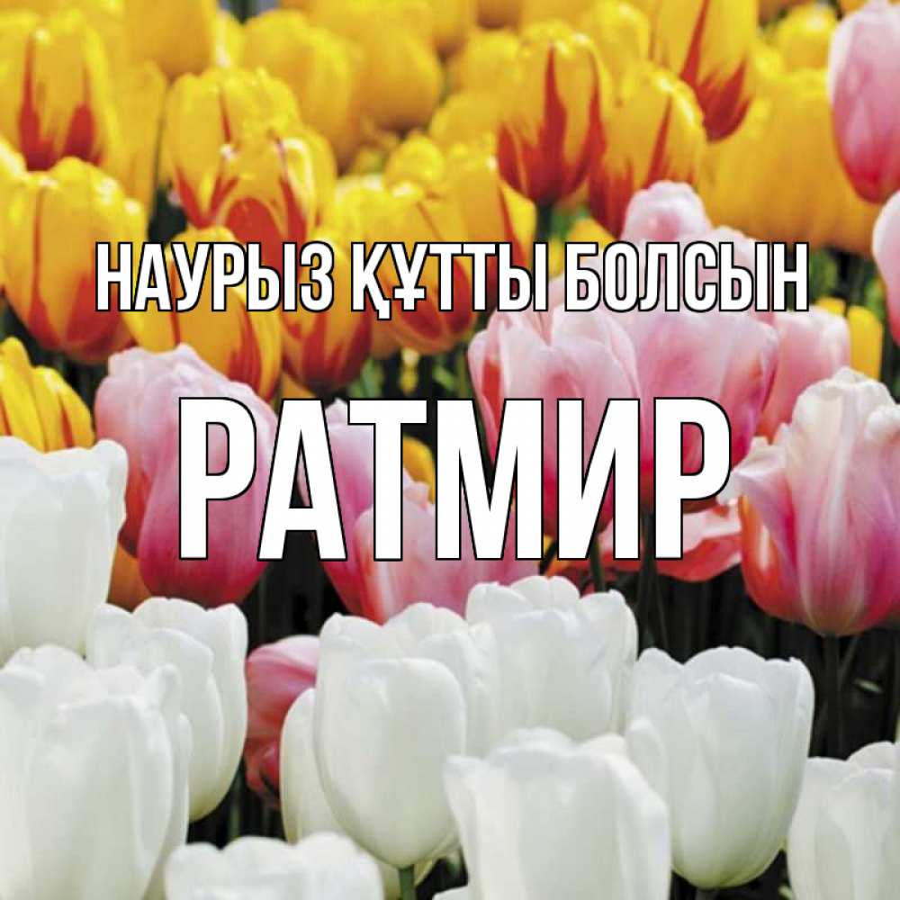 Күн сайын ашық хат с именем, Ратмир Наурыз құтты болсын разноцветные цветы Онлайн тегін жүктеп алу тілектері бар керемет карта 