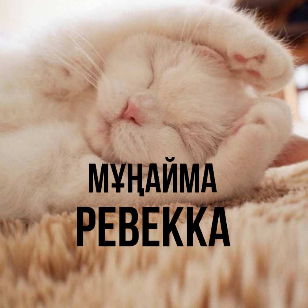 Күн сайын ашық хат с именем, Ревекка Мұңайма Котенок спит Онлайн тегін жүктеп алу тілектері бар керемет карта 