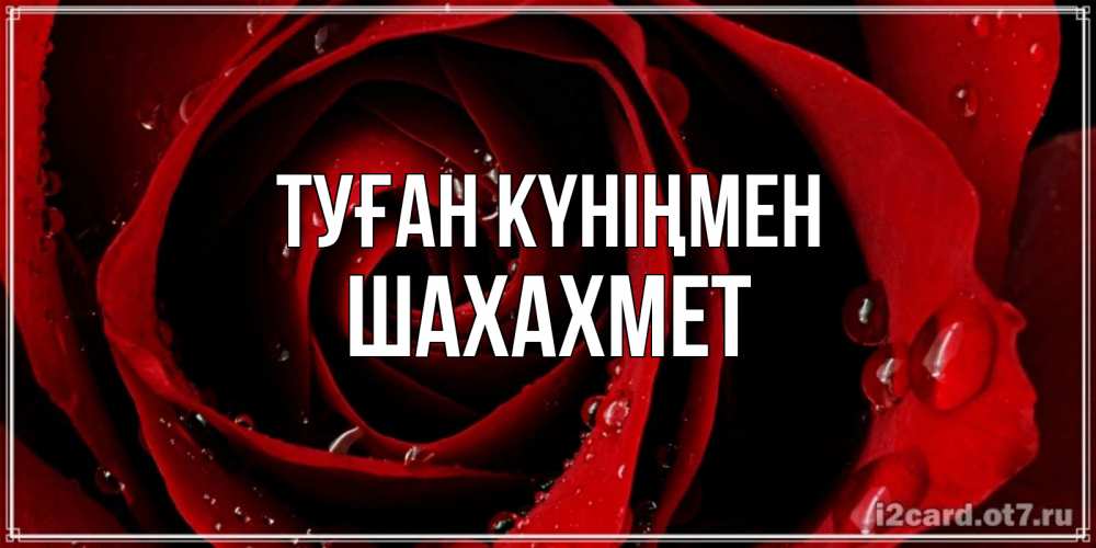 Күн сайын ашық хат с именем, ШАХАХМЕТ Туған күніңмен крупная бордовая роза Онлайн тегін жүктеп алу тілектері бар керемет карта 