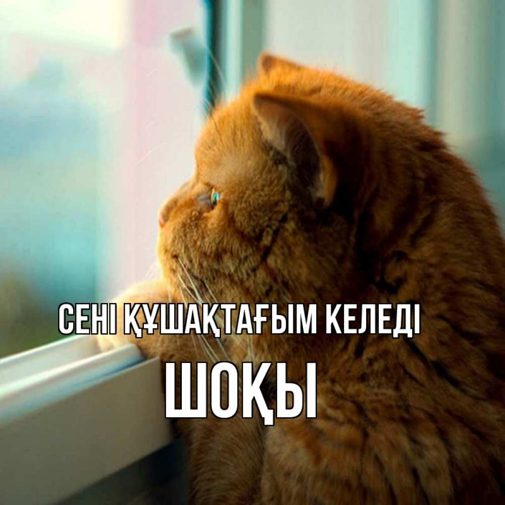 Күн сайын ашық хат с именем, ШОҚЫ сені құшақтағым келеді большой огромный рыжий котяра Онлайн тегін жүктеп алу тілектері бар керемет карта 