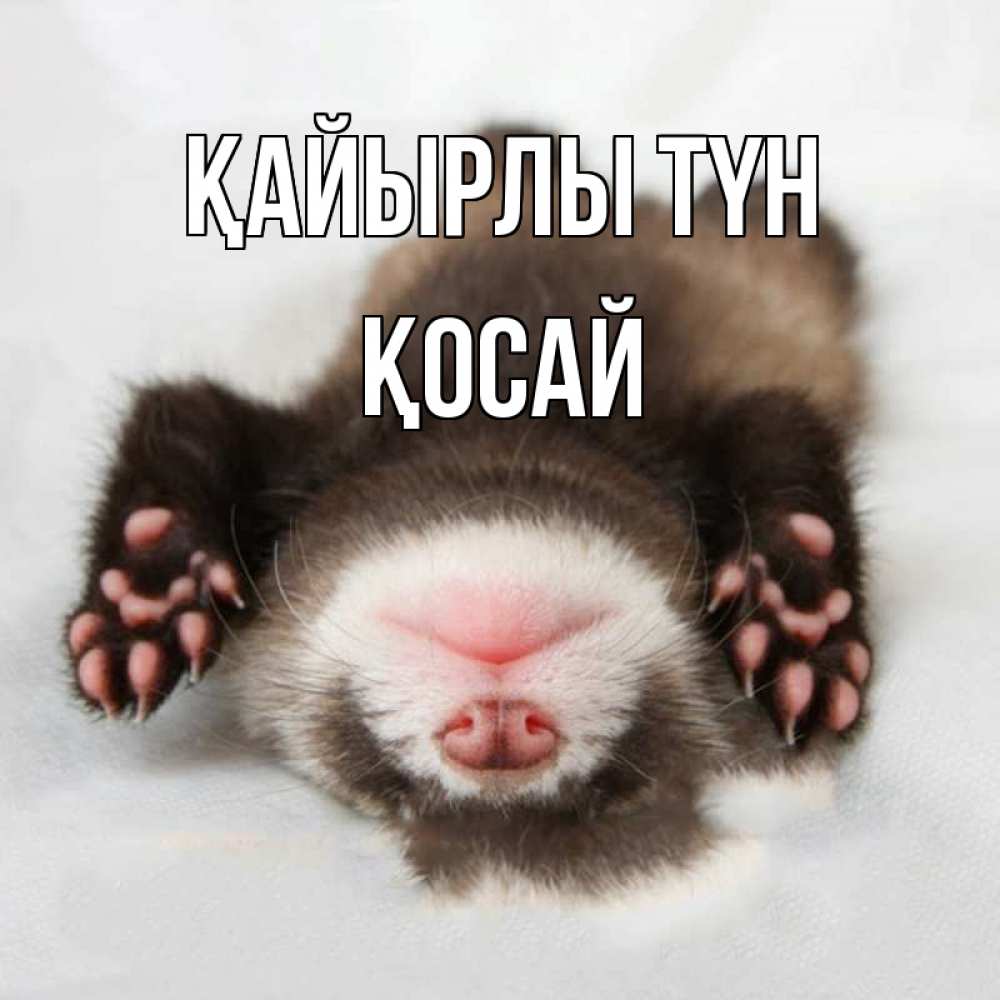 Күн сайын ашық хат с именем, ҚОСАЙ Қайырлы түн зверек Онлайн тегін жүктеп алу тілектері бар керемет карта 