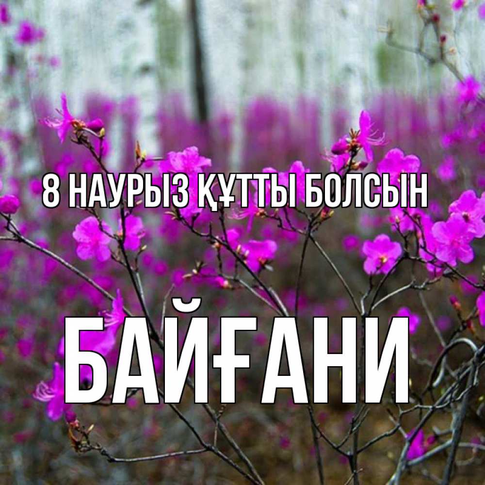 Күн сайын ашық хат с именем, Байғани 8 наурыз құтты болсын дикие цветы Онлайн тегін жүктеп алу тілектері бар керемет карта 