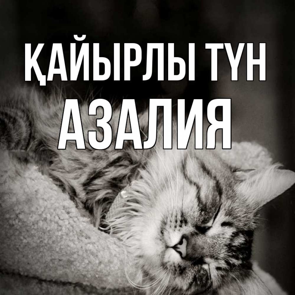 Күн сайын ашық хат с именем, Азалия Қайырлы түн котярик пушистый Онлайн тегін жүктеп алу тілектері бар керемет карта 