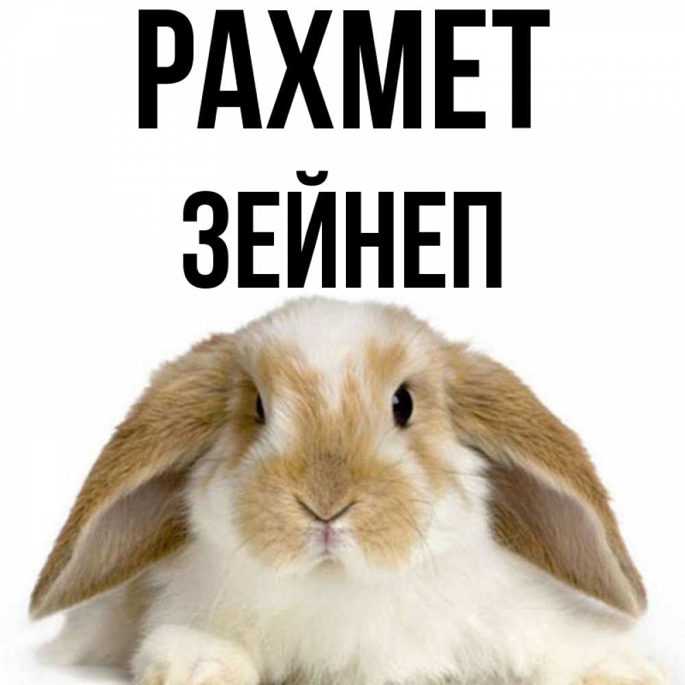 Күн сайын ашық хат с именем, ЗЕЙНЕП рахмет коричнево белый заяц Онлайн тегін жүктеп алу тілектері бар керемет карта 