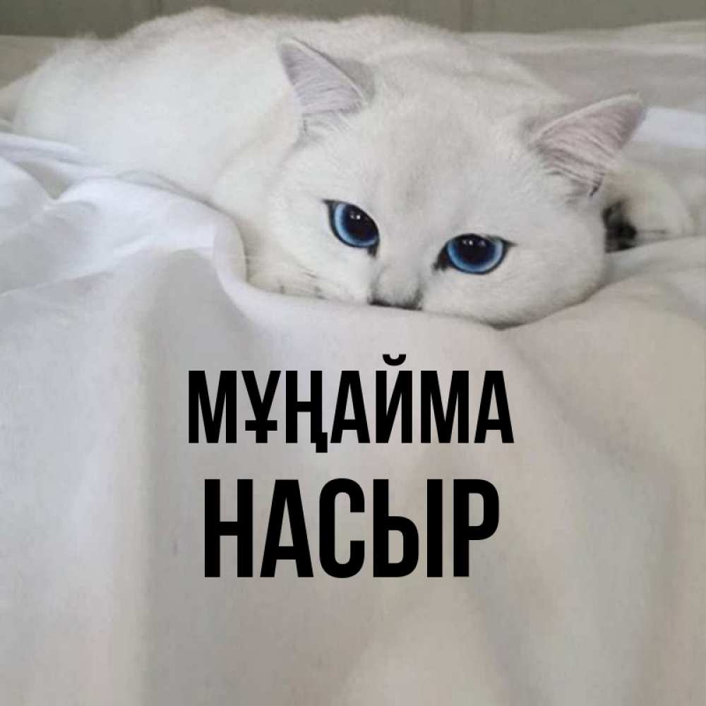 Күн сайын ашық хат с именем, НАСЫР Мұңайма Голубоглазая кошка Онлайн тегін жүктеп алу тілектері бар керемет карта 